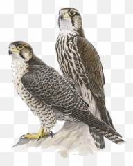 Couple Falcon Transparent Png Images - Yourpngcom Emoji,Falcons Emojis