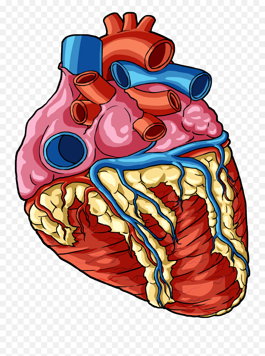 Anatomical Heart Png Transparent Image Png Arts Emoji,Realistic Heart Emoji