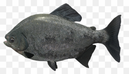Welcome To The River Marron Bolivia - General Discussion Fish Products Emoji,Fishing Emoji Gif