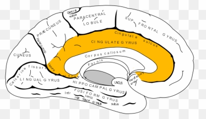 The Limbic System - Fusiform Gyrus Emoji,Part Of Brain For Emotion