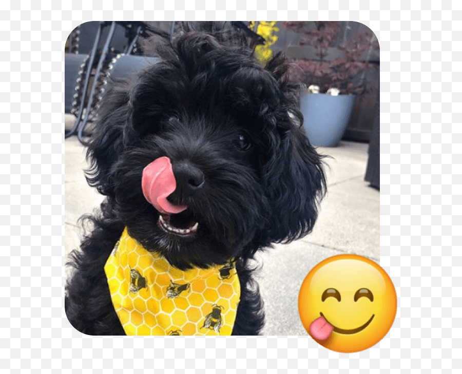 These 20 Doggies Are Totally Ready For World Emoji Day - Flowerpot,Hmm Emoji Png