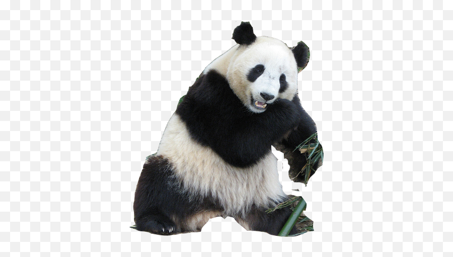 Panda Png Animal Images Panda Bear Cute Panda Baby Panda - Oso Panda Gigante Png Emoji,Emojis De Whatsapp De Animales