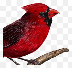 Cardinal Wall Decal - Birds Wall Decals Emoji,Cardinal Bird Facebook Emoticon