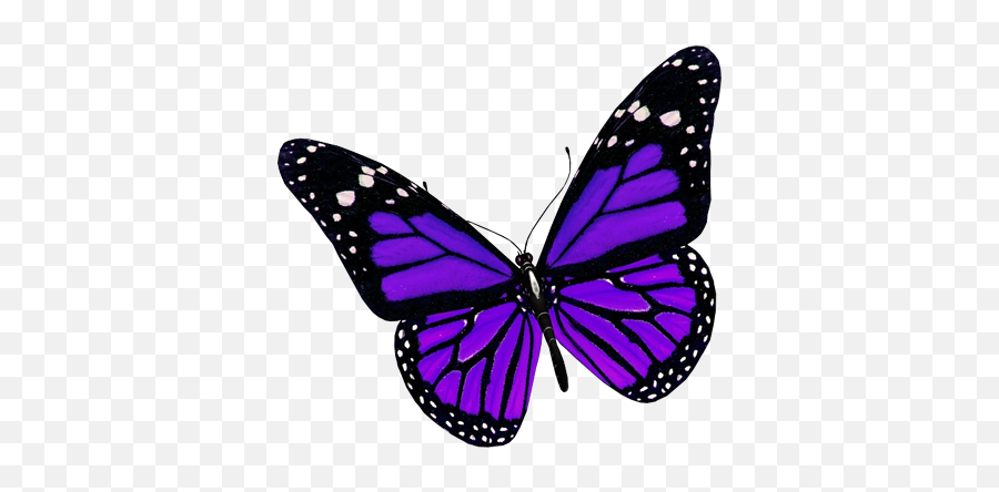 Gaslighting And Controlling - Purple And Black Butterfly Emoji,Emotion Butterflies