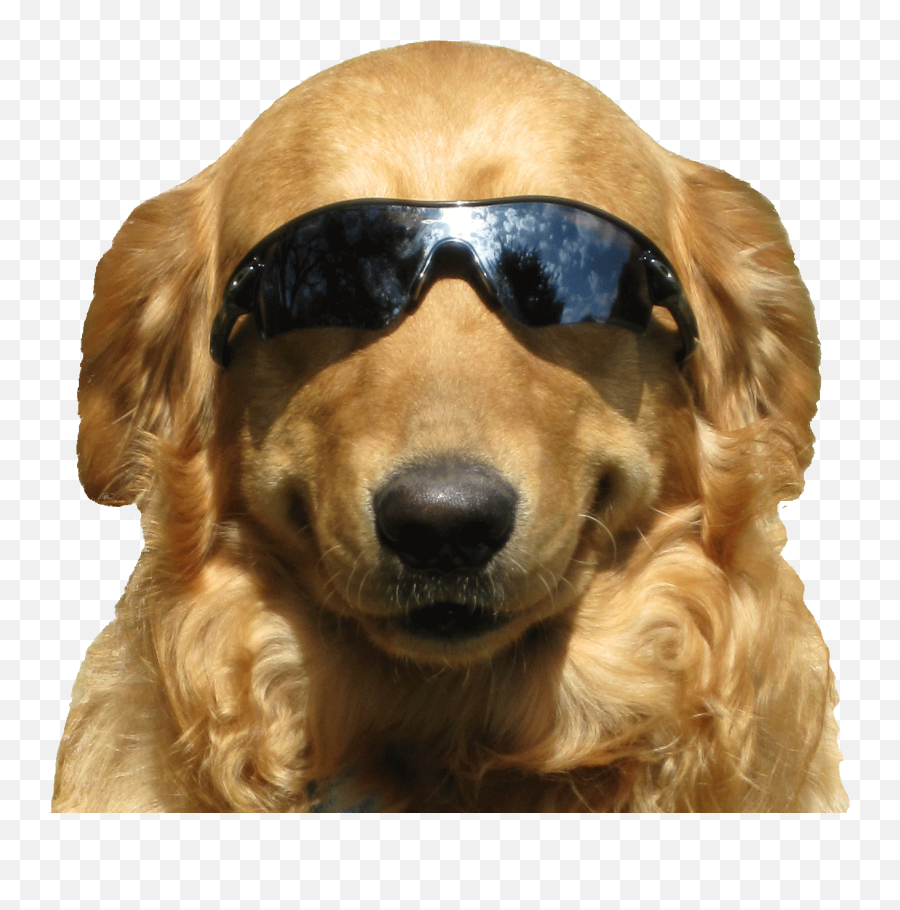 Ptg - Private Tracker General 4chanarchives A 4chan Dog With Sunglasses Transparent Emoji,Skype Dog Emoticon Gif