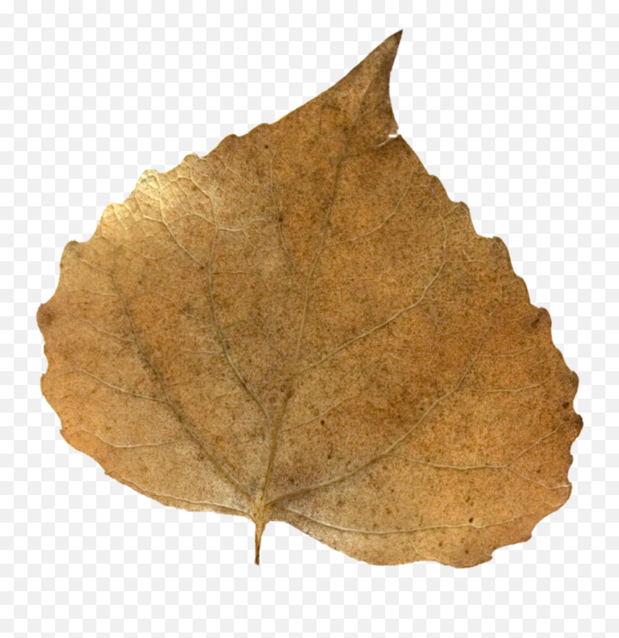 Fall Leaves Png - Brown Fall Leaf 5098118 Vippng Emoji,Fall Leaf Emoji