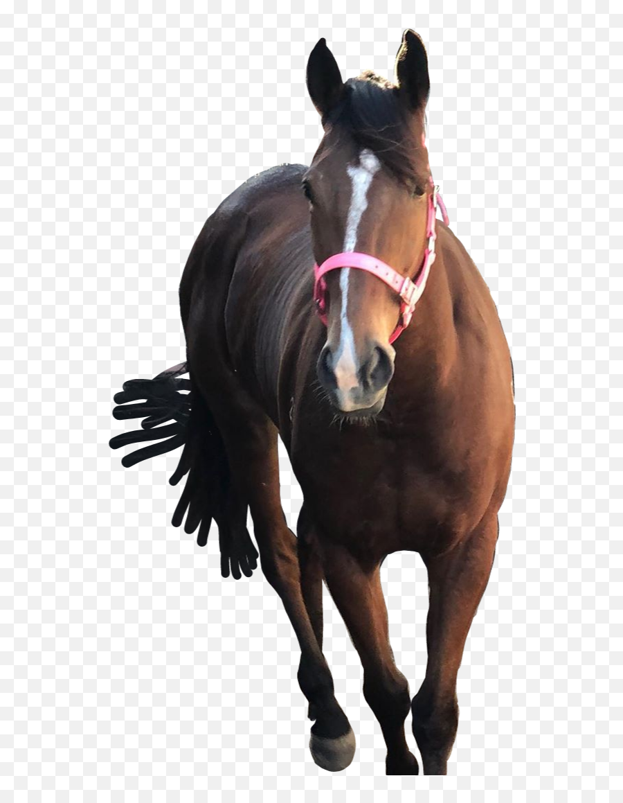 Horse Bayhorse Racehorse Thoroughbred - Halter Emoji,Racehorse Emoji