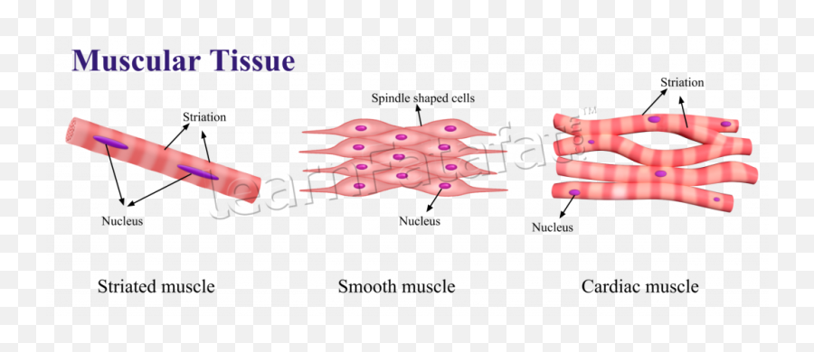 Muscle Clipart Epithelial Tissue - Diagram Animal Tissue Emoji,Tissues Emoji