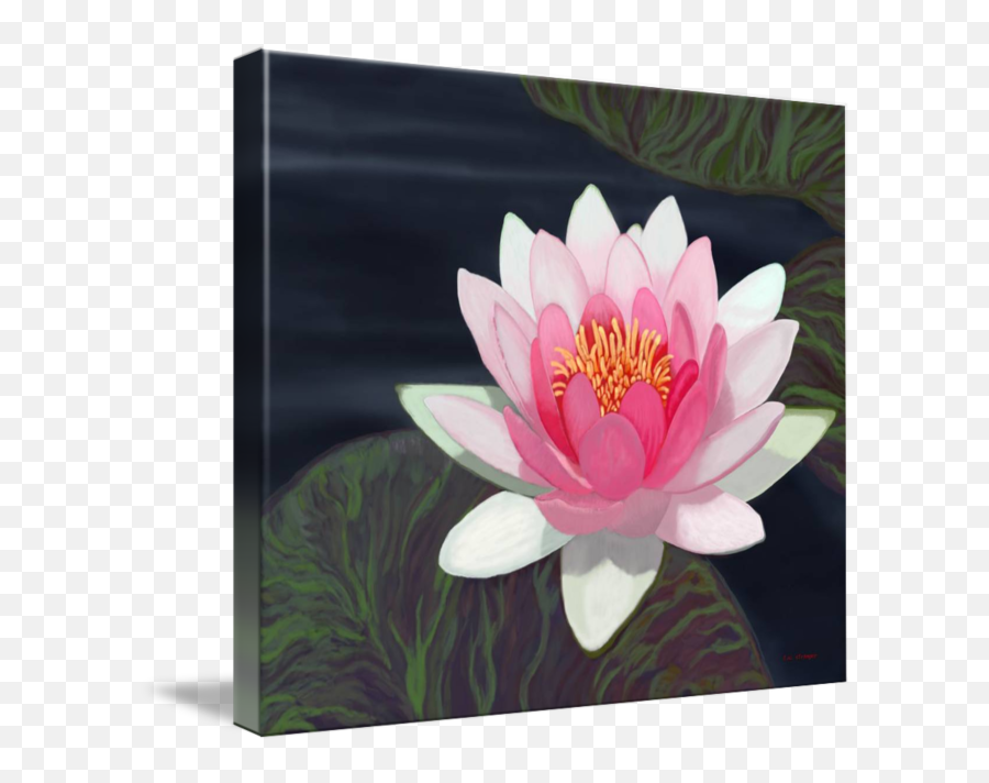 Water Lily By Tim Stringer - Picture Frame Emoji,Water And Emotions Experiment