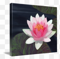 Water Lily By Tim Stringer - Picture Frame Emoji,Water And Emotions Experiment