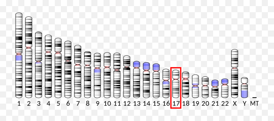 Serotonin Transporter - Ube3a Gene Emoji,Biopsychology Brain Scan Shows Emotion