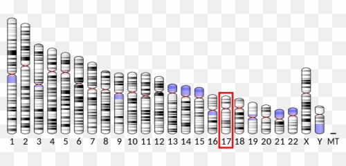 Serotonin Transporter - Ube3a Gene Emoji,Biopsychology Brain Scan Shows Emotion