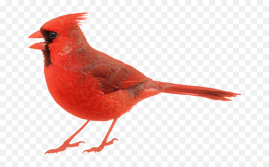 Best Practices On Bird Feeding - Cardinal White Background Emoji,Cardinal Bird Facebook Emoticon