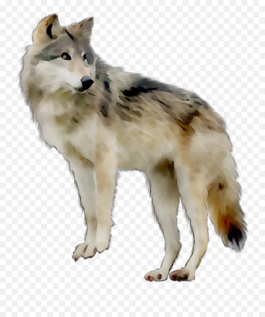 Saarloos Wolfdog Czechoslovakian Wolfdog Tamaskan Dog - Northern Breed Group Emoji,Eskimo Dancing Emojis