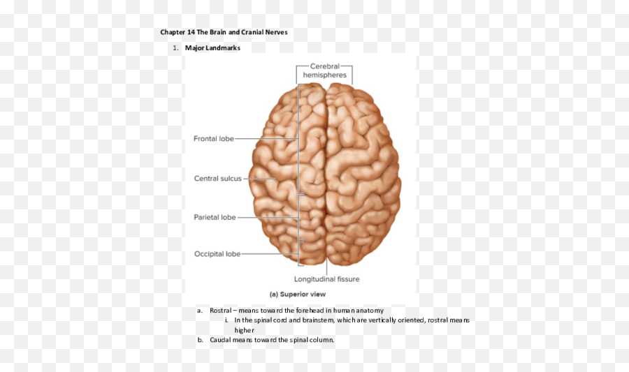 The Brain And Cranial Nerves - Superior View Anatomy Of Brain Emoji,The Anterior Aspect Of The Cerebrum Controls: A. Emotion. B. Vision. C. Movement. D. Touch