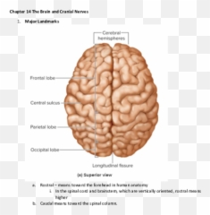 The Brain And Cranial Nerves - Superior View Anatomy Of Brain Emoji,The Anterior Aspect Of The Cerebrum Controls: A. Emotion. B. Vision. C. Movement. D. Touch