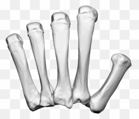 Left Hand Carpal Bones Pnglib U2013 Free Png Library - Carpal Bones Png Emoji,Asian Shrug Emoji