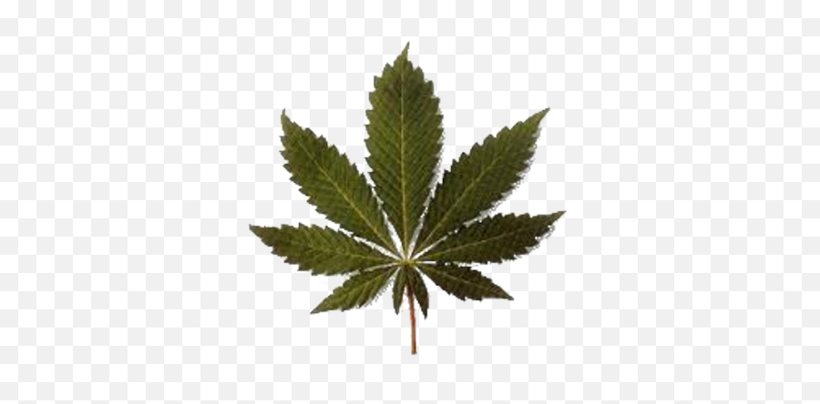 19 Weed Official Psds Images - Marijuana Leaf Graphics Weed Cannabis Draw Emoji,Weed Plant Emoticon