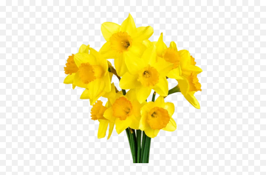 Yellow Flowers Ykinanah Whatsapp Stickers - Stickers Cloud Clip Art Transparent Background Floral Daffodil Emoji,Emoticon Daffodil