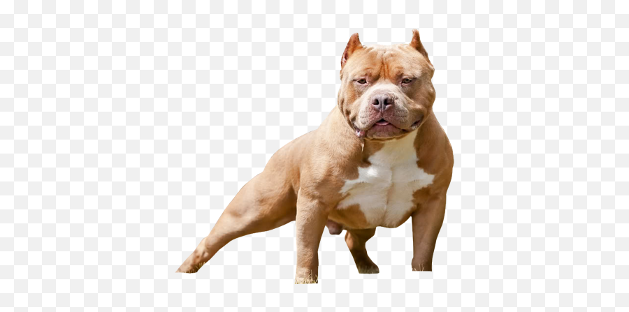 Bully Male 3 Psd Psd Free Download Templates U0026 Mockups - Cama Para Cachorro Pitbull Emoji,Cute Pit Bull Emoticon