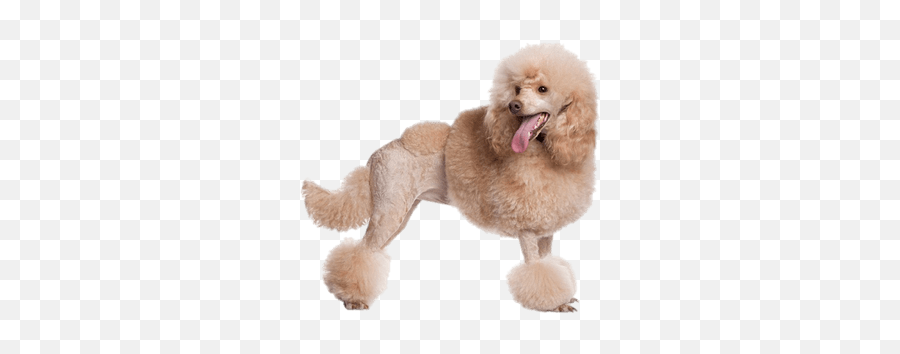 Poodles Transparent Png Images - Stickpng Emoji,White Toy Poodle Emoticon