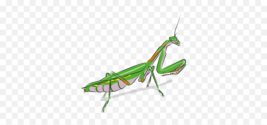 200 Free Praying Mantis U0026 Insect Images Emoji,Stickbug Upside Emoji