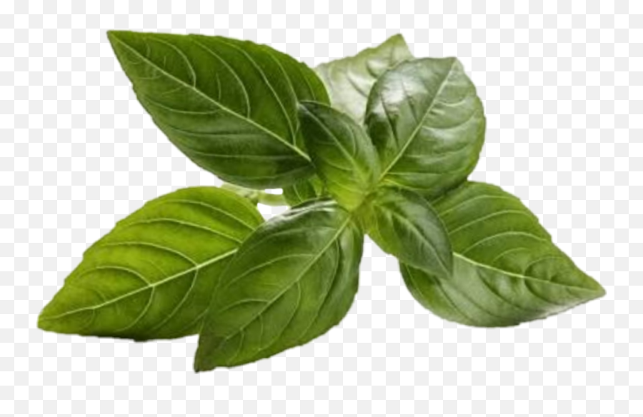 Basil Green Food Vegan Veganfood - Basil Emoji,Basil Emoji