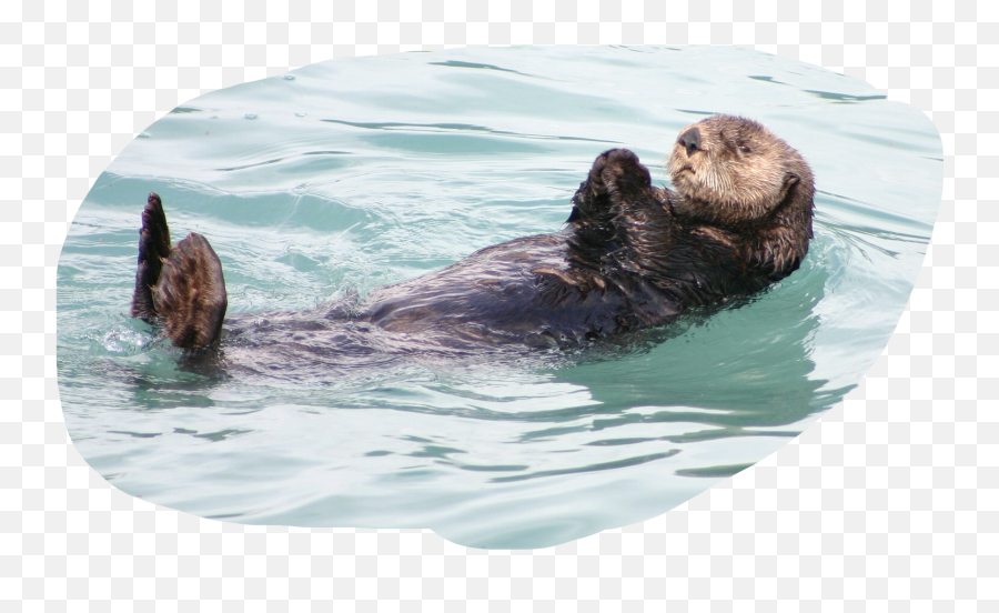 Otter Sticker By Summerflowers79 - Sea Otter Otter Clip Art Emoji,Sea Otter Emoji