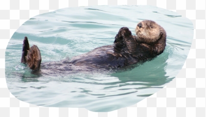 Otter Sticker By Summerflowers79 - Sea Otter Otter Clip Art Emoji,Sea Otter Emoji
