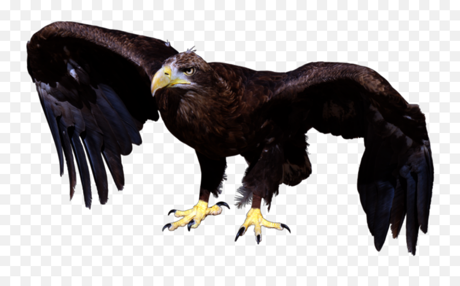 Bird Eagle Hawk Sticker - Bald Eagle Emoji,Hawk Emoji