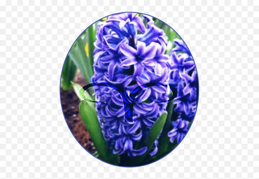 Zodiac Signs Stuff - As Flowersthis Is A Long Chapter Hyacinth Blue Star Emoji,Attractiveness Emojis