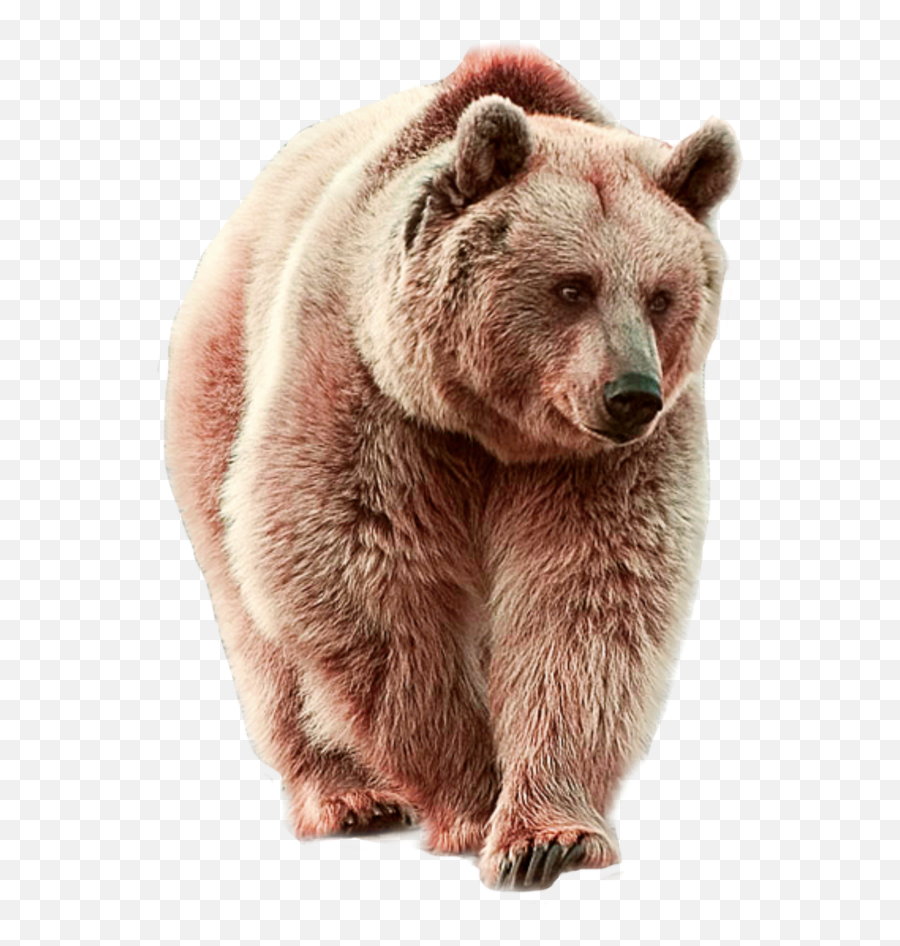 The Most Edited Bearbears Picsart - Real Jungle Animals Png Emoji,Grizzly Bear Emoji Android