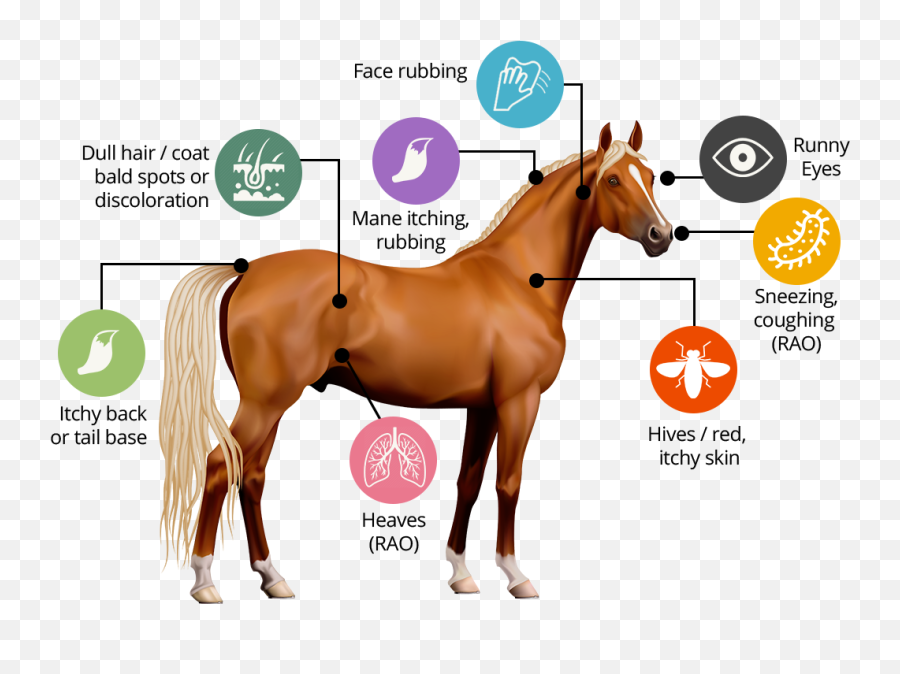 Common Allergy Symptoms In Dogs Cats And Horses - Horse Png Emoji,Horse Nose Emotion