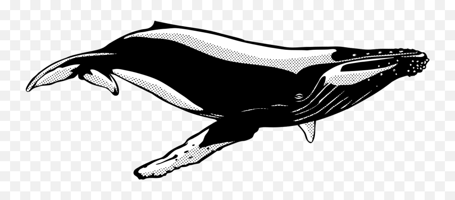 All About Whale Watching - Cetaceans Emoji,Unicorn Emoji Black An Dwhite