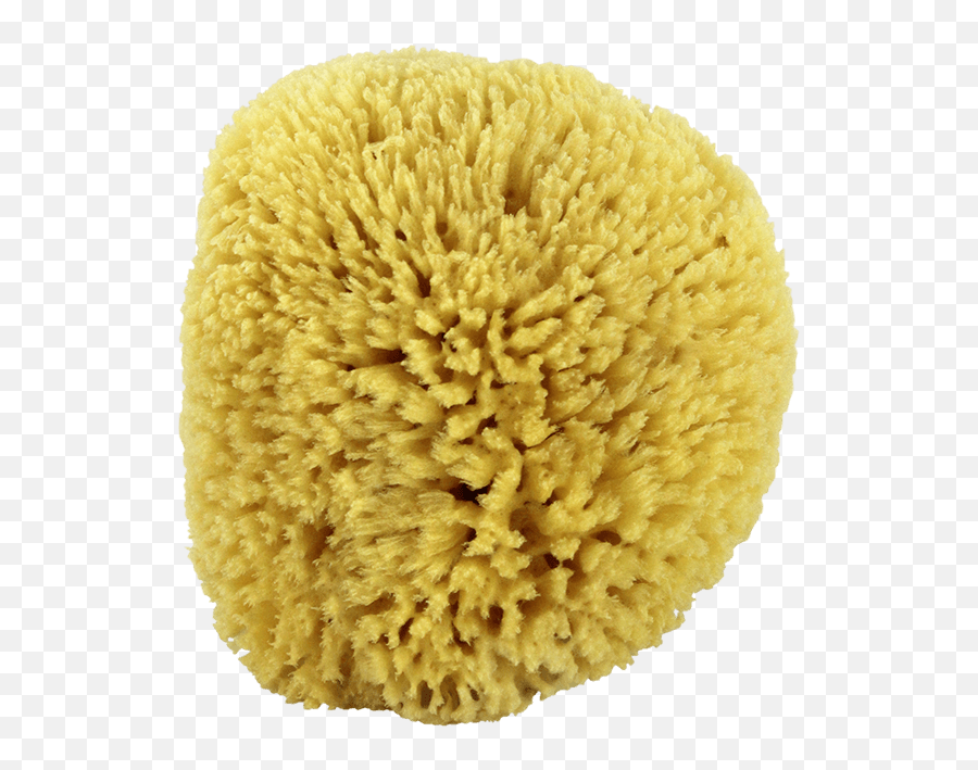 Natural Sea Sponges Emoji,Spong Emoji