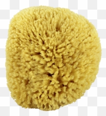 Natural Sea Sponges Emoji,Spong Emoji