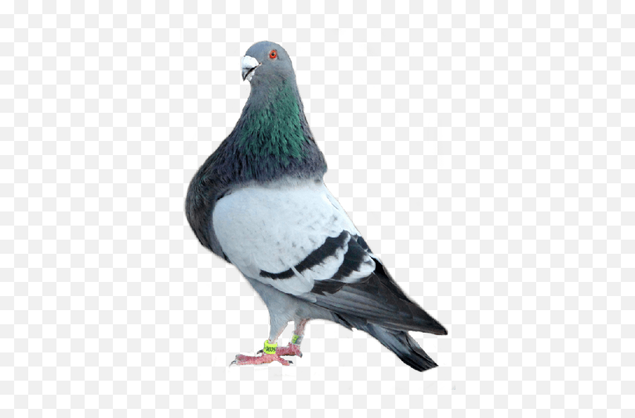 Gorguero Emoji,Pigeon Emoji