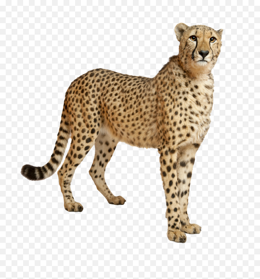 972x1000 - Cheetah Png Emoji,Cheetah Emoji