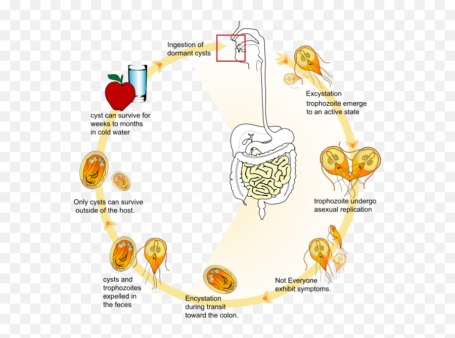 Poop Clipart Human Waste Poop Human Waste Transparent Free - Giardia Life Cycle Emoji,Life Raft Emoji