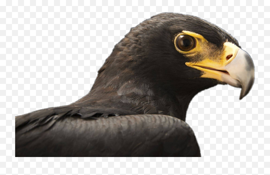 Eagle Hawk Sticker - Golden Eagle Emoji,Hawk Emoji