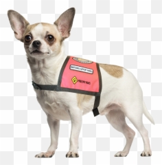 Red Vest Patches - Emotional Support Animal Identification Emoji,Emotion Chart Using Dogs