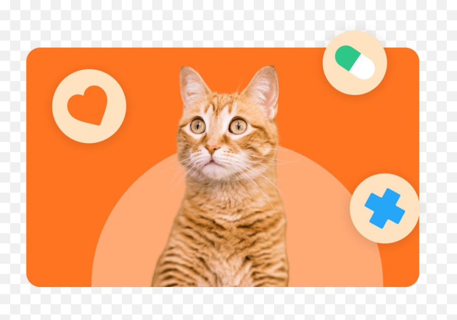 Oyen For Cats - Best Health Insurance For Your Kitty Gato Laranja Pelo Curto Emoji,Free Emojis Cats