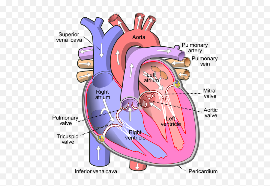 Why This Emoji Or Shape Is Often Referred As Heart While,Bottom Moji Emoji