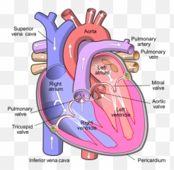 Why This Emoji Or Shape Is Often Referred As Heart While,Bottom Moji Emoji