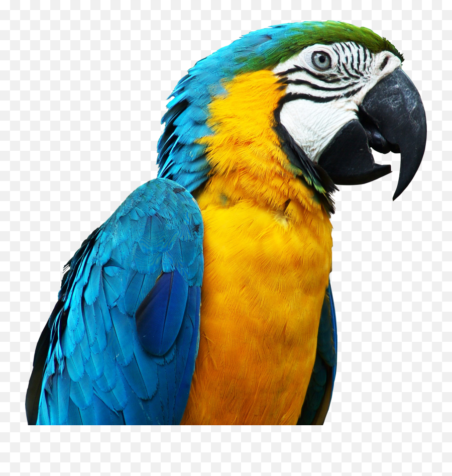 Scparrot Parrot Sticker - Imagenes De Un Papagayo Emoji,Parrot Emoji Iphone