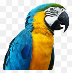 Scparrot Parrot Sticker - Imagenes De Un Papagayo Emoji,Parrot Emoji Iphone