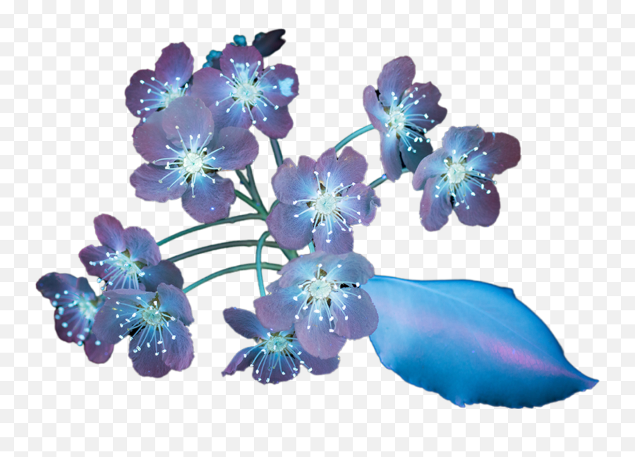 Discover Trending Photoshop Stickers Picsart Emoji,Flower Emojis Jacaranda