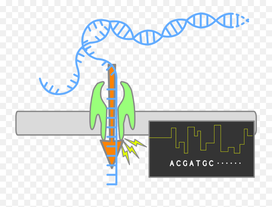 Introduction To Nanopore Emoji,Emoji Sample Sequencer