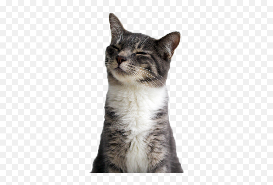 Funny Cat Png - Tumblr Transparents Wallpaper Stickers Cat Funny Emoji,Funny Emoji Faces Tumblr