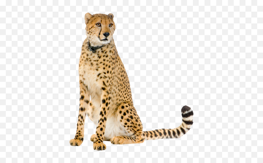 Cheetah Lepord Jaguar Panther Tiger - Cheetah Sitting Down Emoji,Cheetah Emoji